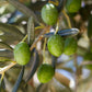 Le Petit Olivier - savon extra doux à l'huile d'olive (250 g)